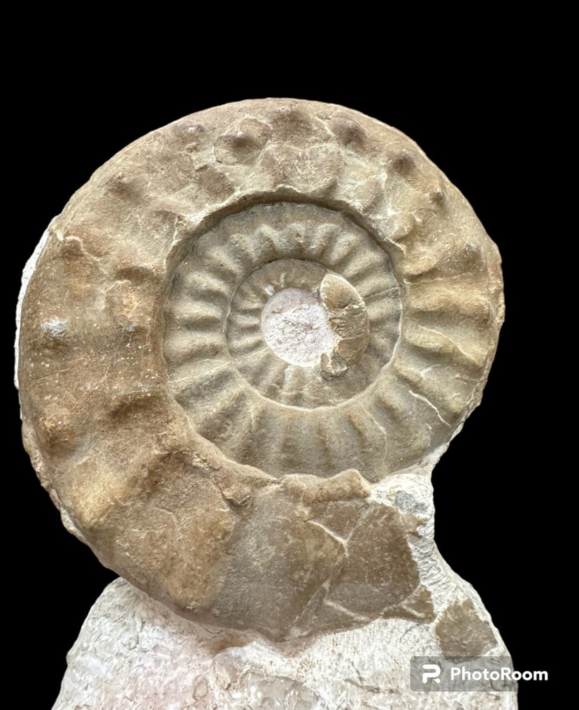 Ammonite - Fossilised animal - amonites - 36 cm - 27 cm #2.1