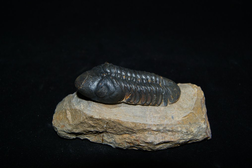 Trilobit - Fossiliserat djur - Reedops cephalotes #2.2