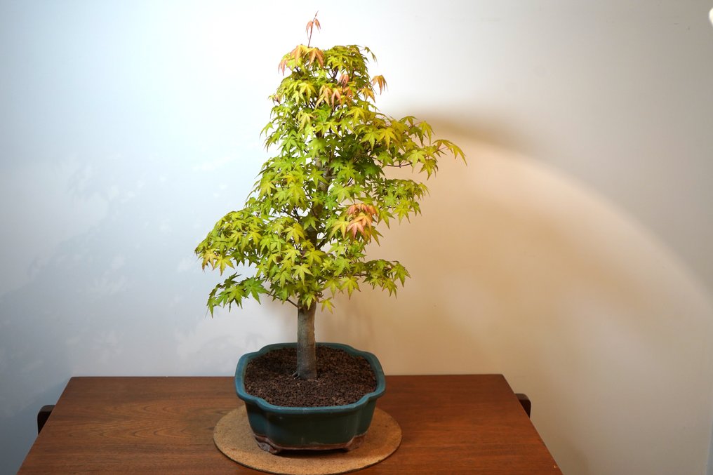 Japanese maple bonsai (Acer palmatum) - Height (Tree): 65 cm - Depth (Tree): 45 cm - Japan #1.1