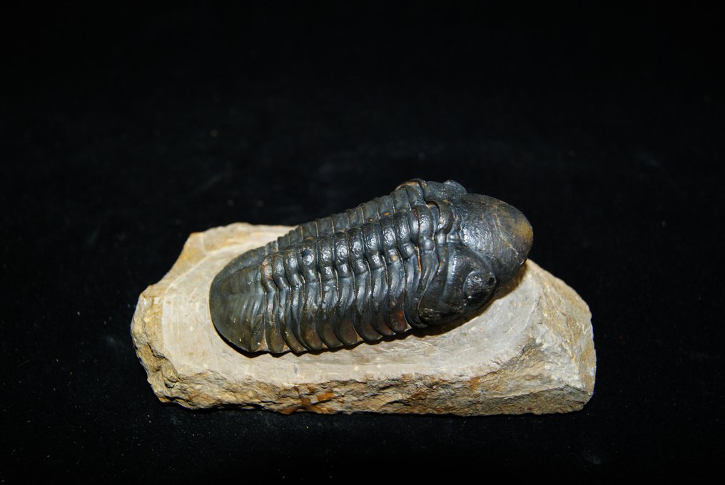 Trilobit - Fossiliserat djur - Reedops cephalotes #1.1