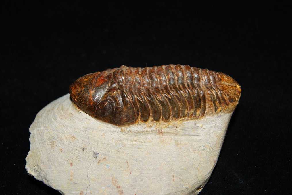 Trilobiet - Gefossiliseerd dier - Reedops cephalotes #1.1