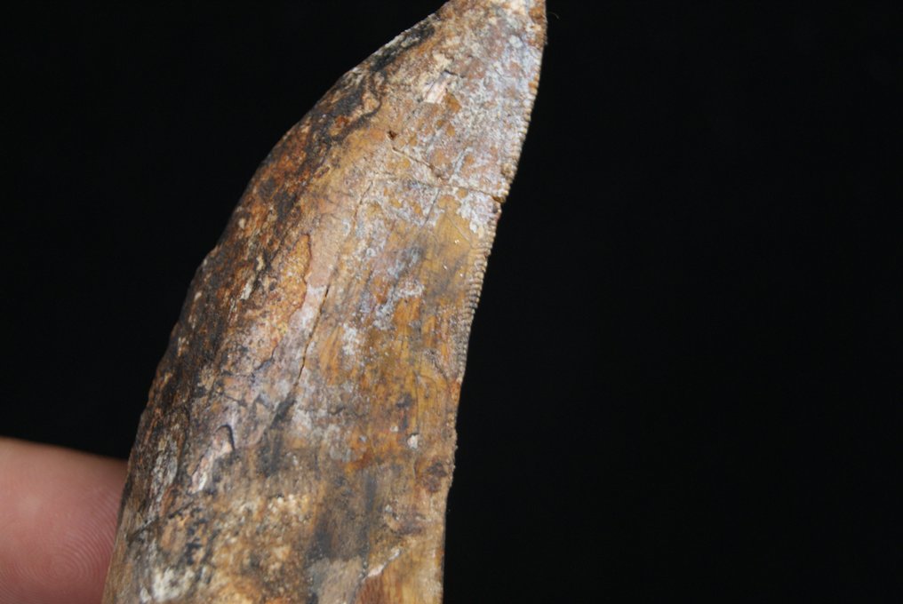 T-Rex African Huge Slasher - Απολιθωμένο δόντι - Carcharodontosaurus saharicus - 7.6 cm #3.2