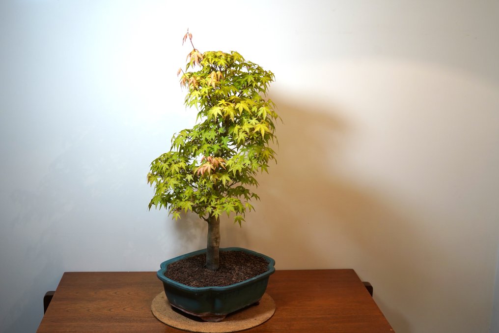 Japanese maple bonsai (Acer palmatum) - Height (Tree): 65 cm - Depth (Tree): 45 cm - Japan #3.1