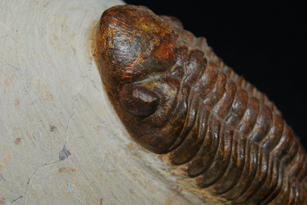 Trilobite - Animale fossilizzato - Reedops cephalotes #2.2