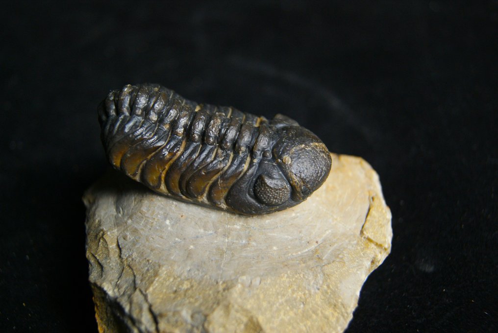 Alta qualidade - Animal fossilizado - Morocops Ovatus #2.1