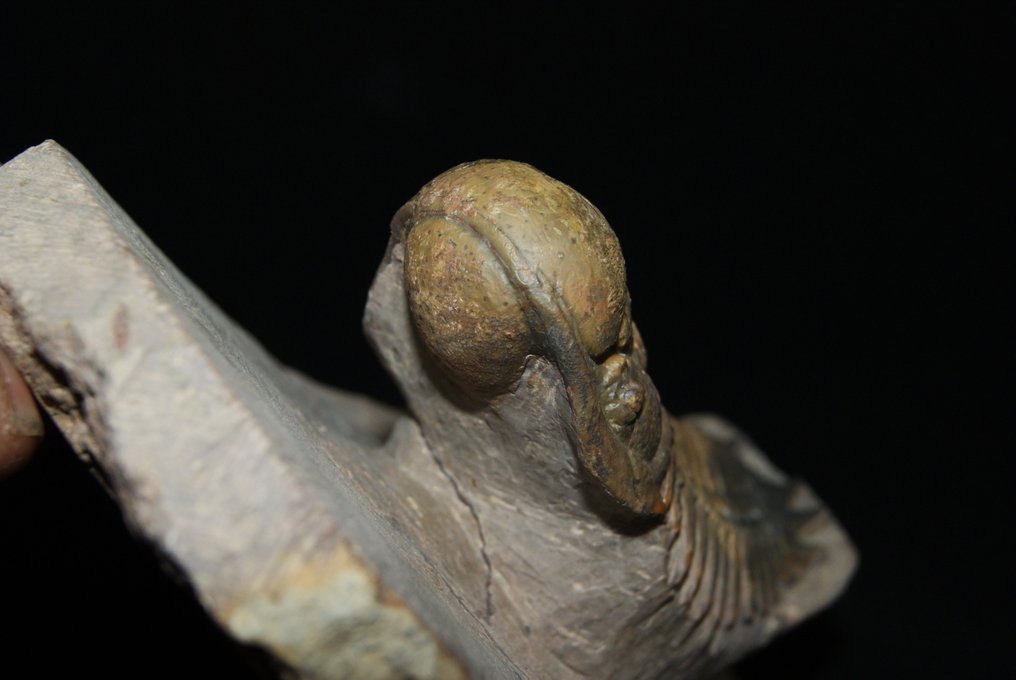Jó minőség - Fosszilizálódott állat - Crotalocephalus Gibbus #3.1