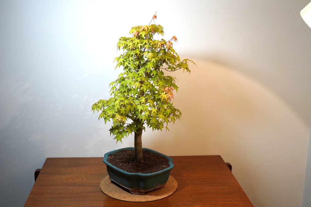 Japanese maple bonsai (Acer palmatum) - Height (Tree): 65 cm - Depth (Tree): 45 cm - Japan #2.2