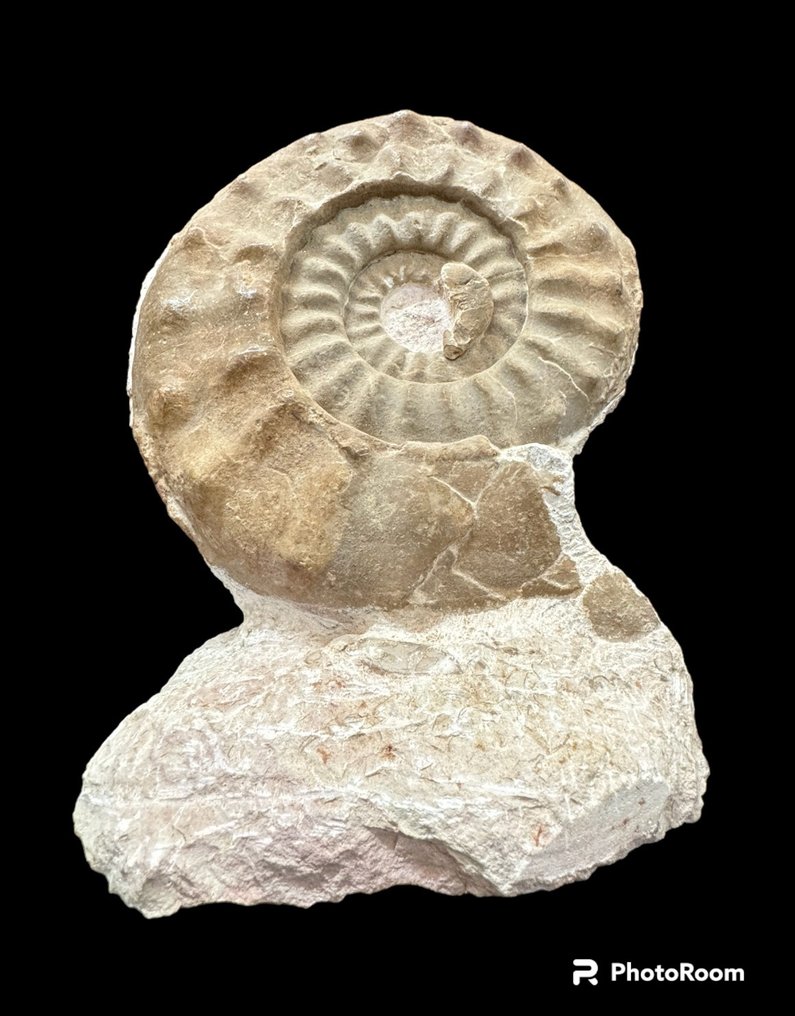 Ammonite - Fossilised animal - amonites - 36 cm - 27 cm #1.2
