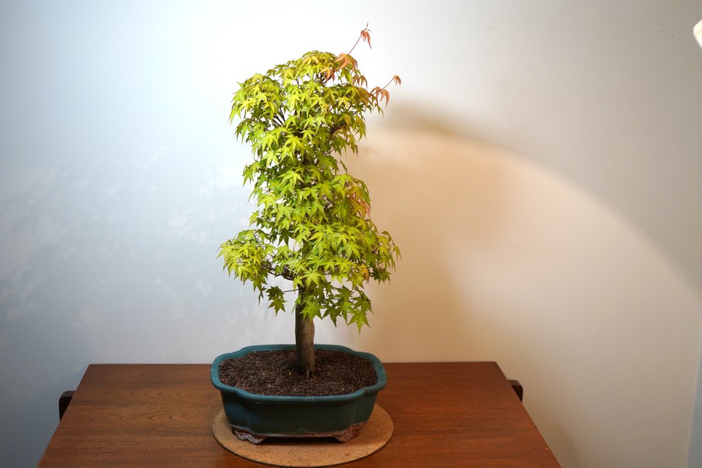 Japanese maple bonsai (Acer palmatum) - Height (Tree): 65 cm - Depth (Tree): 45 cm - Japan #2.1