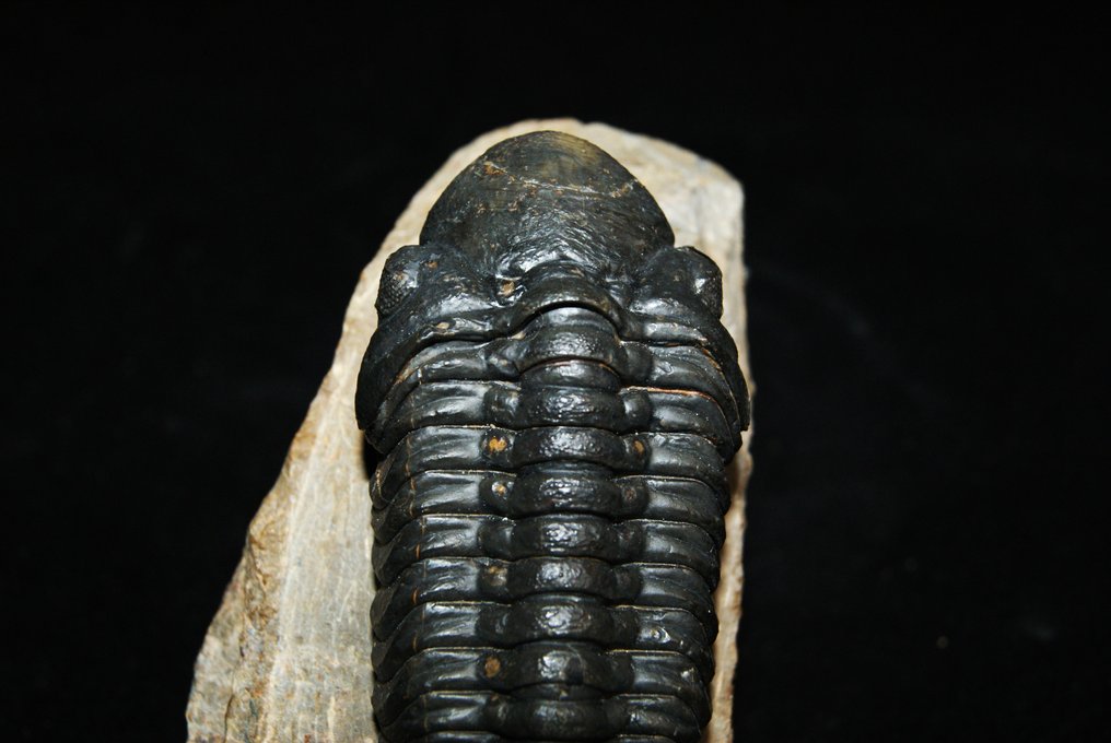 Trylobit - Skamieniałe zwierzę - Reedops cephalotes #2.1