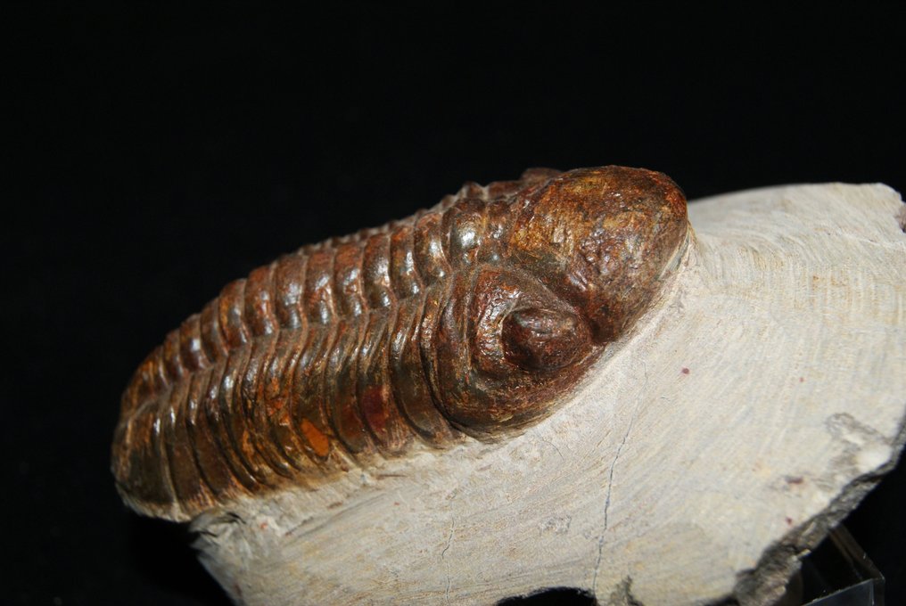 Trilobite - Animale fossilizzato - Reedops cephalotes #2.1