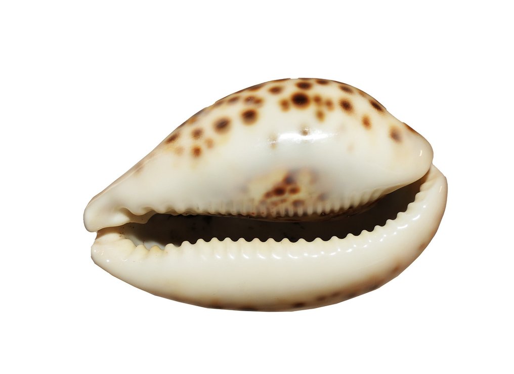 Extra dimensione!!! ┼ pezzo da collezione ┼ Tiger Kauri Cypraea Tigris ┼ colorazione rara Allestimento tassidermico a parete - Cypraea Tigris (Cypraea) - 110 mm - 56 mm - 75 mm - Specie non CITES - 1 #4.3