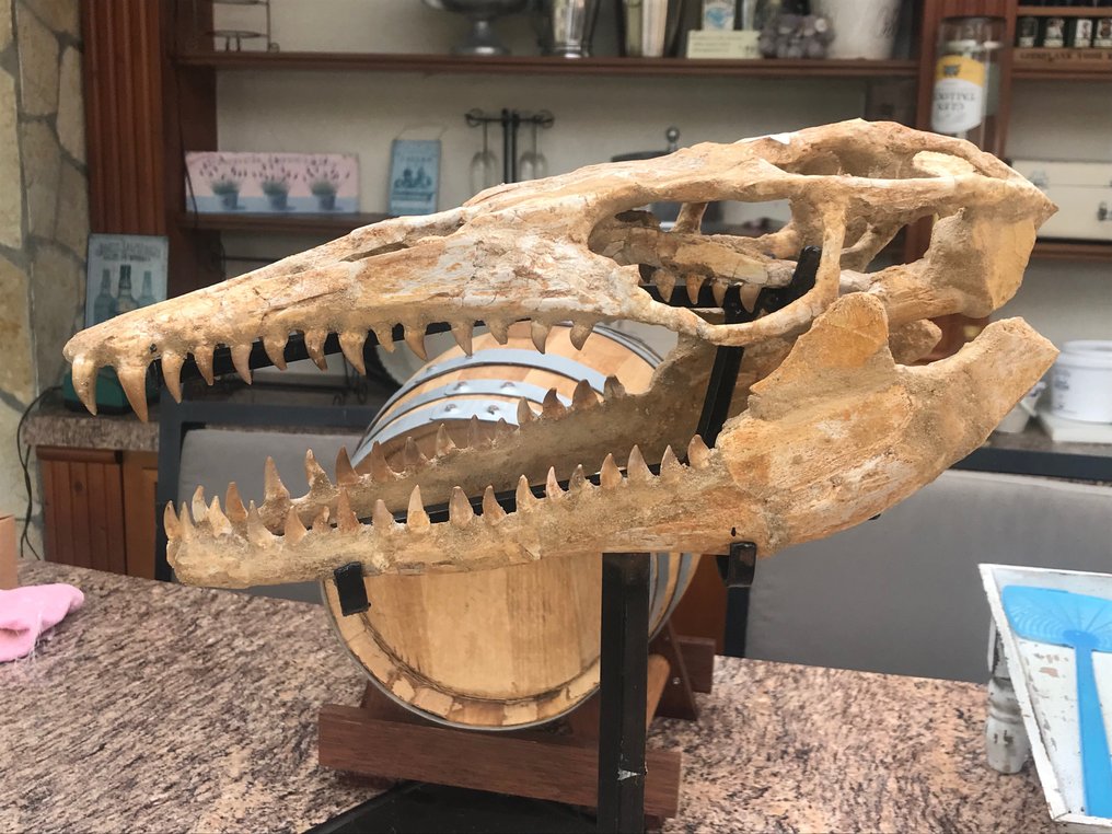 Dinozaur - Skamieniały szkielet - 16 cm - 16 cm #3.2