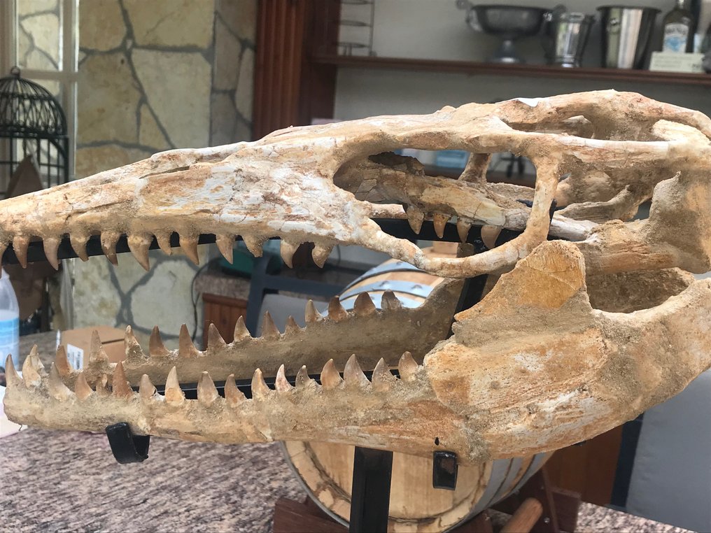 Dinozaur - Skamieniały szkielet - 16 cm - 16 cm #2.1