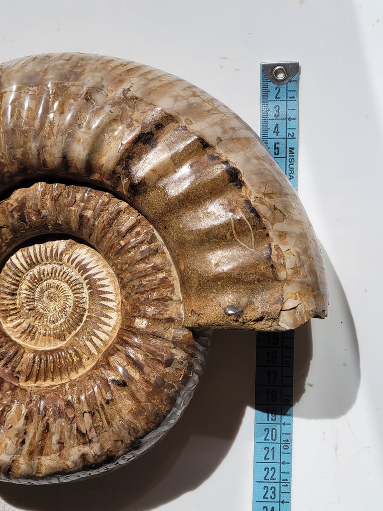 Ammoniitti - Kivettynyt eläin - 22 cm - 27 cm #2.1