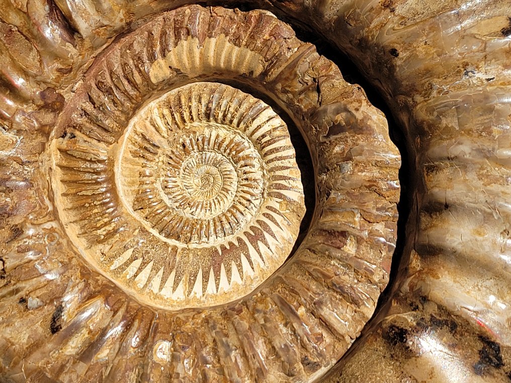 Ammonit - Forstenet dyr - 22 cm - 27 cm #2.2