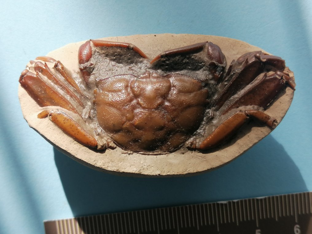 阳江古蟹 - 甲壳化石 - 6 cm - 3.2 cm #1.1