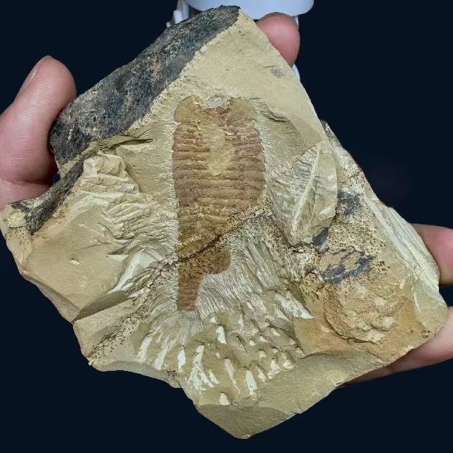 Criaturas mágicas - esgotado - Animal fossilizado - Alacaris mirabilis - 15 cm - 13 cm #1.2