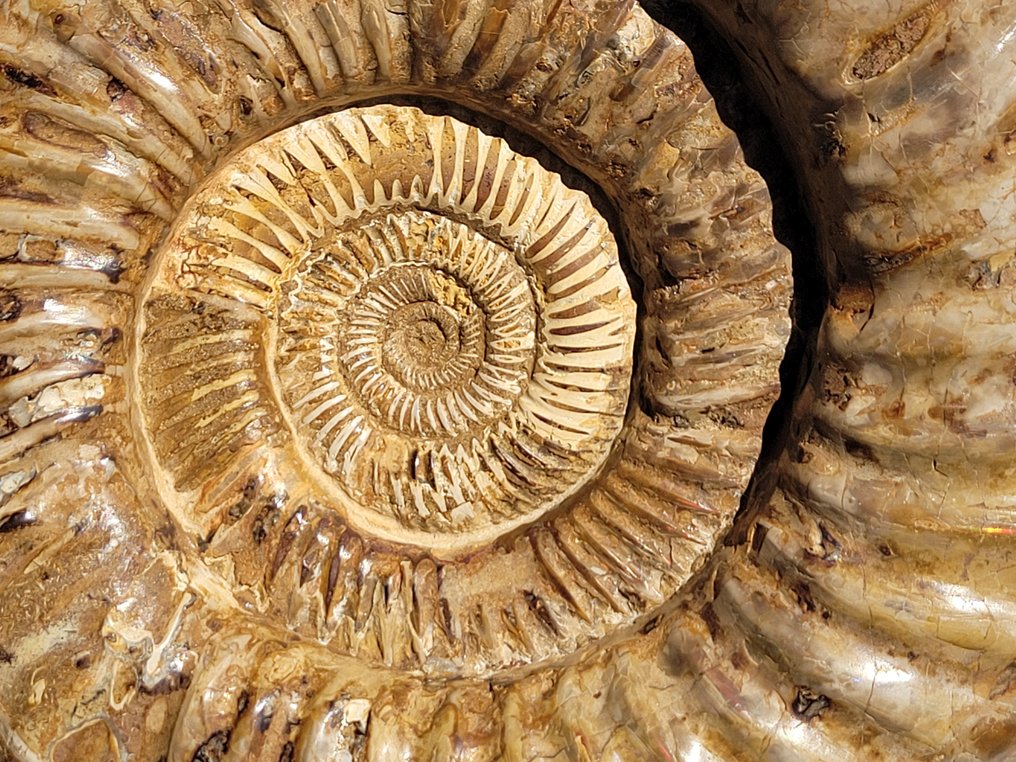 Ammonite - Animale fossilizzato - 22 cm - 27 cm #2.1
