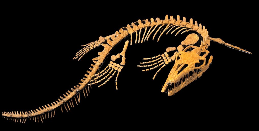 Tengeri hüllő - Fosszilis csontváz - Mosasaurus Skelett 3,10 m Lang - 3.1 m - 120 cm #1.1