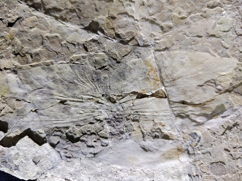 Libelulă - Animale fosilizate - Exquisite and rare dragonfly fossil - Pair matrix - 27 cm #1.2