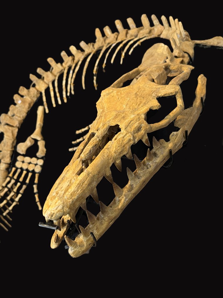 Tengeri hüllő - Fosszilis csontváz - Mosasaurus Skelett 3,10 m Lang - 3.1 m - 120 cm #3.1