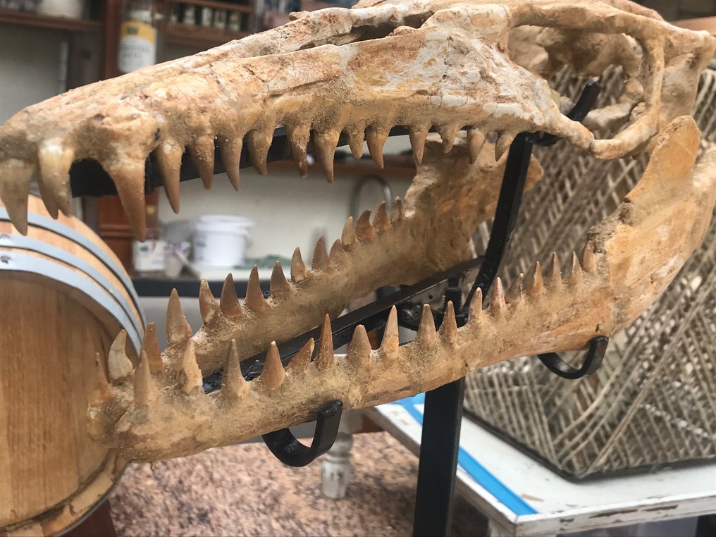 Dinozaur - Skamieniały szkielet - 16 cm - 16 cm #1.3