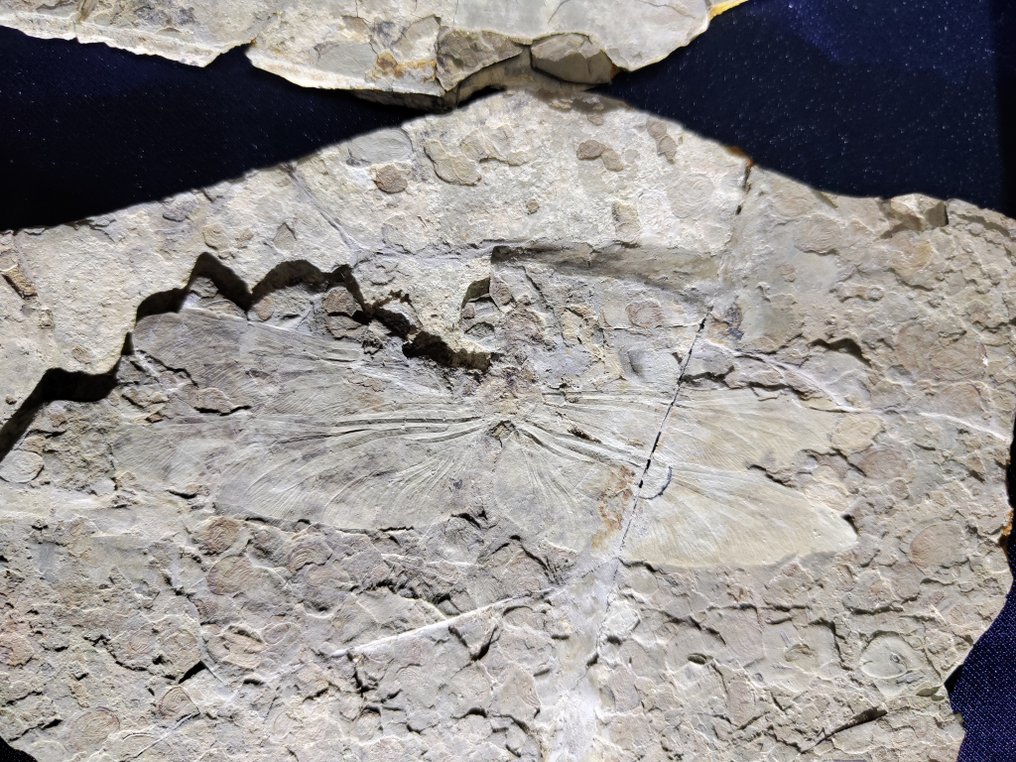 Sudenkorento - Kivettynyt eläin - Exquisite and rare dragonfly fossil - Pair matrix - 27 cm #1.3