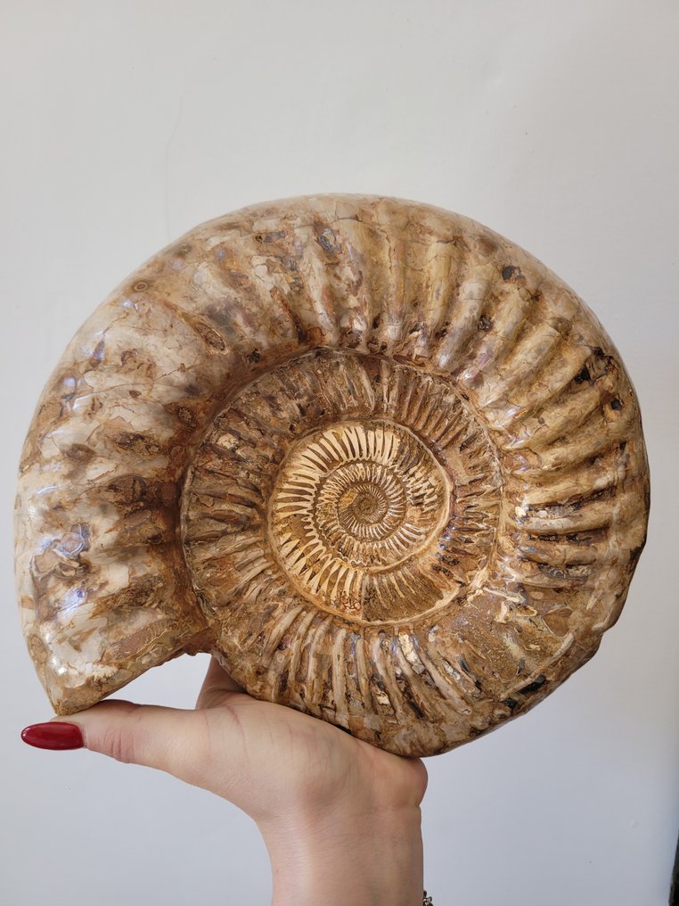 Ammoniitti - Kivettynyt eläin - 22 cm - 27 cm #1.1