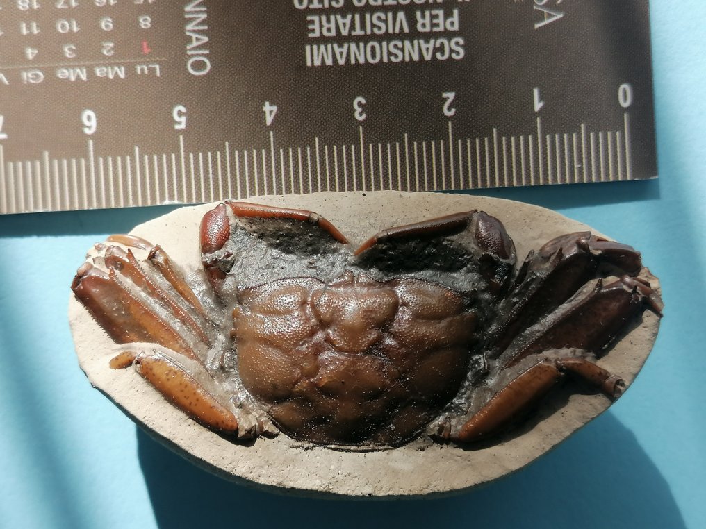 阳江古蟹 - 甲壳化石 - 6 cm - 3.2 cm #2.1