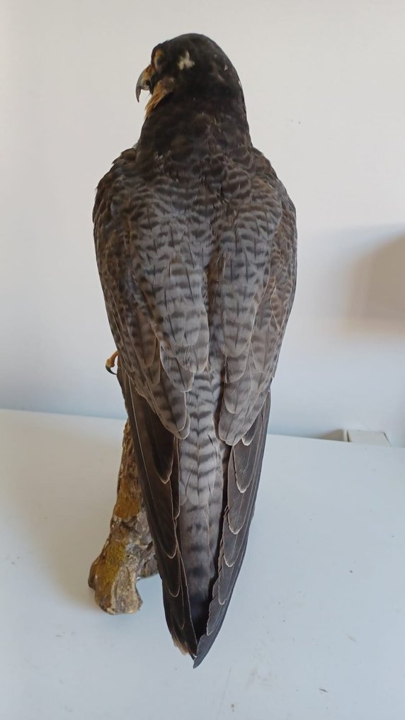 Wanderfalke Taxidermie-Ganzkörpermontage - Falco peregrinus (with full EU Article 10, Commercial Use) - 38 cm - 21 cm - 15 cm - CITES Anhang I - Anlage A in der EU #2.1