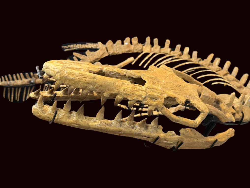 Marine reptile - Fossil skeleton - Mosasaurus Skelett 3,10 m Lang - 3.1 m - 120 cm #3.3