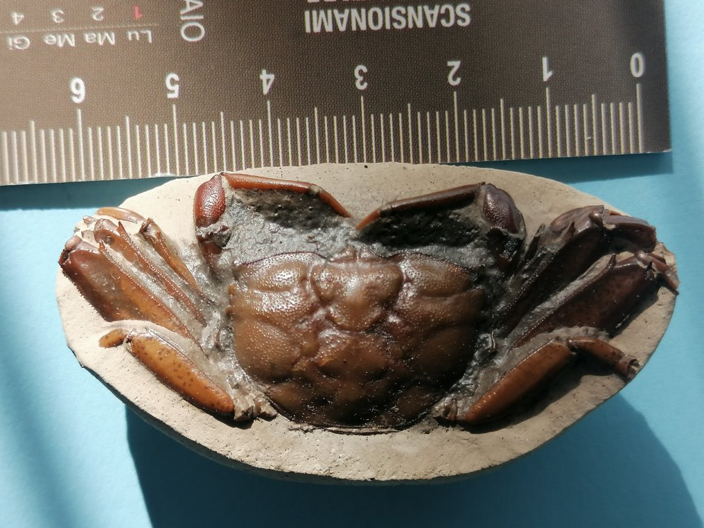 阳江古蟹 - 甲壳化石 - 6 cm - 3.2 cm #2.2