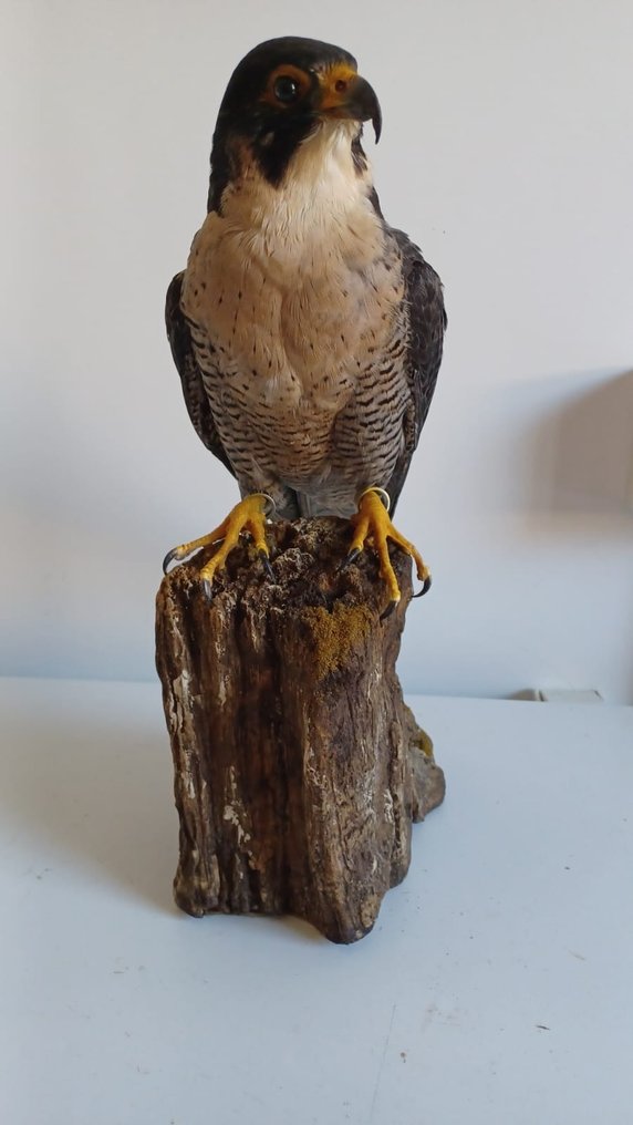 Wanderfalke Taxidermie-Ganzkörpermontage - Falco peregrinus (with full EU Article 10, Commercial Use) - 38 cm - 21 cm - 15 cm - CITES Anhang I - Anlage A in der EU #1.2