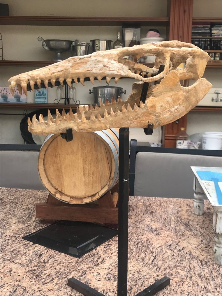 Dinozaur - Skamieniały szkielet - 16 cm - 16 cm #1.1