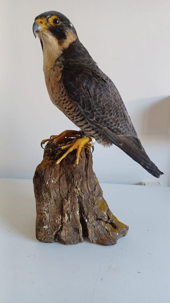 Wanderfalke Taxidermie-Ganzkörpermontage - Falco peregrinus (with full EU Article 10, Commercial Use) - 38 cm - 21 cm - 15 cm - CITES Anhang I - Anlage A in der EU #1.1