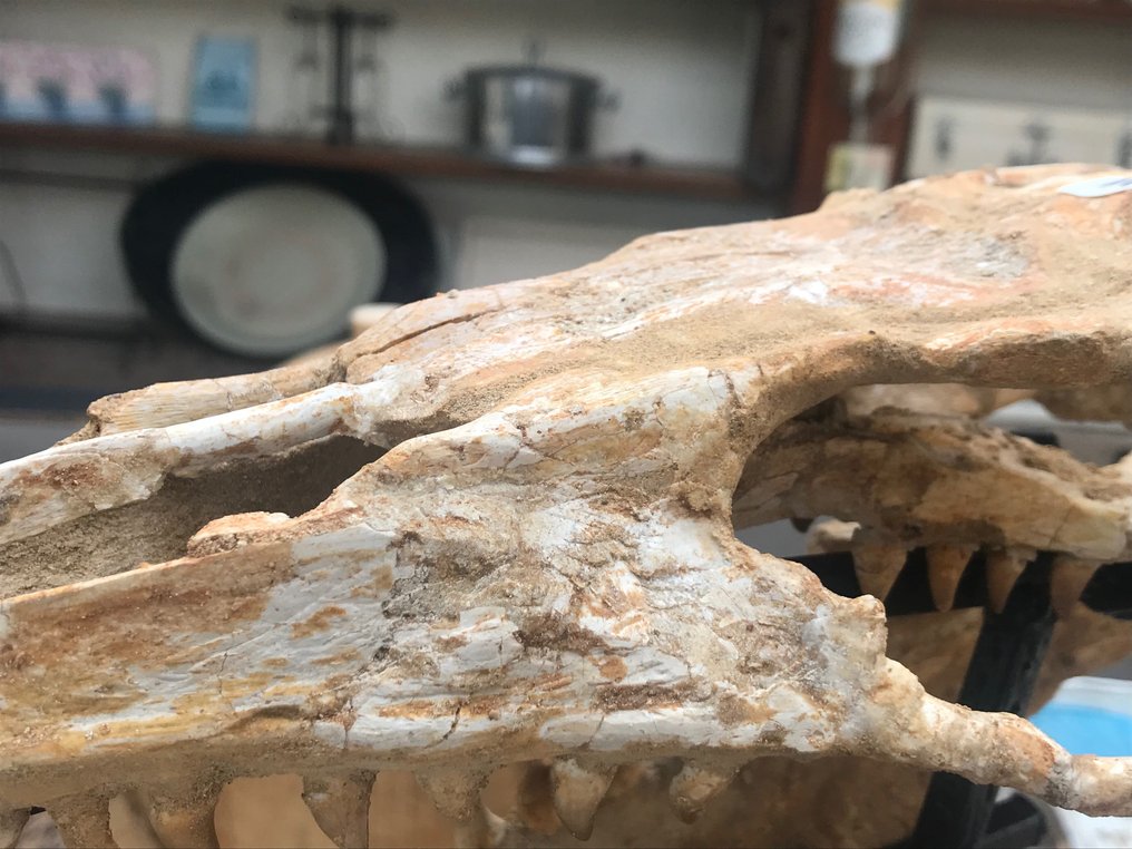 Dinozaur - Skamieniały szkielet - 16 cm - 16 cm #1.2