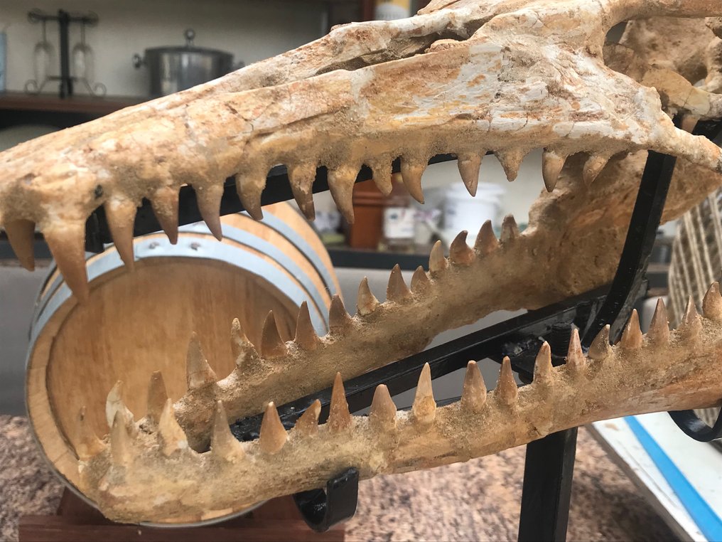 Dinozaur - Skamieniały szkielet - 16 cm - 16 cm #3.1