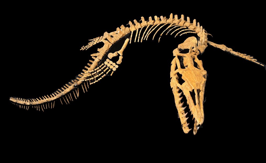 Reptil marino - Esqueleto fósil - Mosasaurus Skelett 3,10 m Lang - 3.1 m - 120 cm #2.1