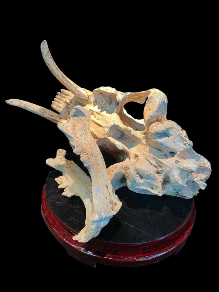 剑齿猫 - 头骨化石 - Cast Domineering skull fossil - 34 cm - 20 cm  (没有保留价) #4.3