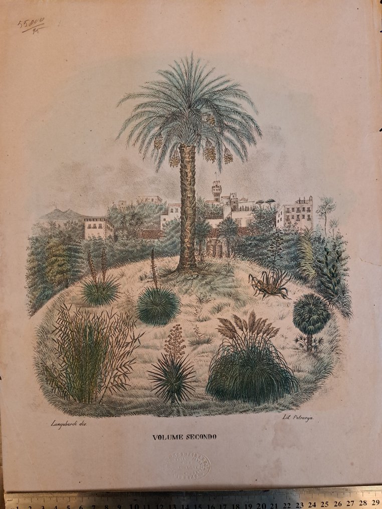 Tenore Vincenzo / Pasquale Giuseppe Antonio - Atlante di Botanica : set di 58 litografie - 1872 #1.2
