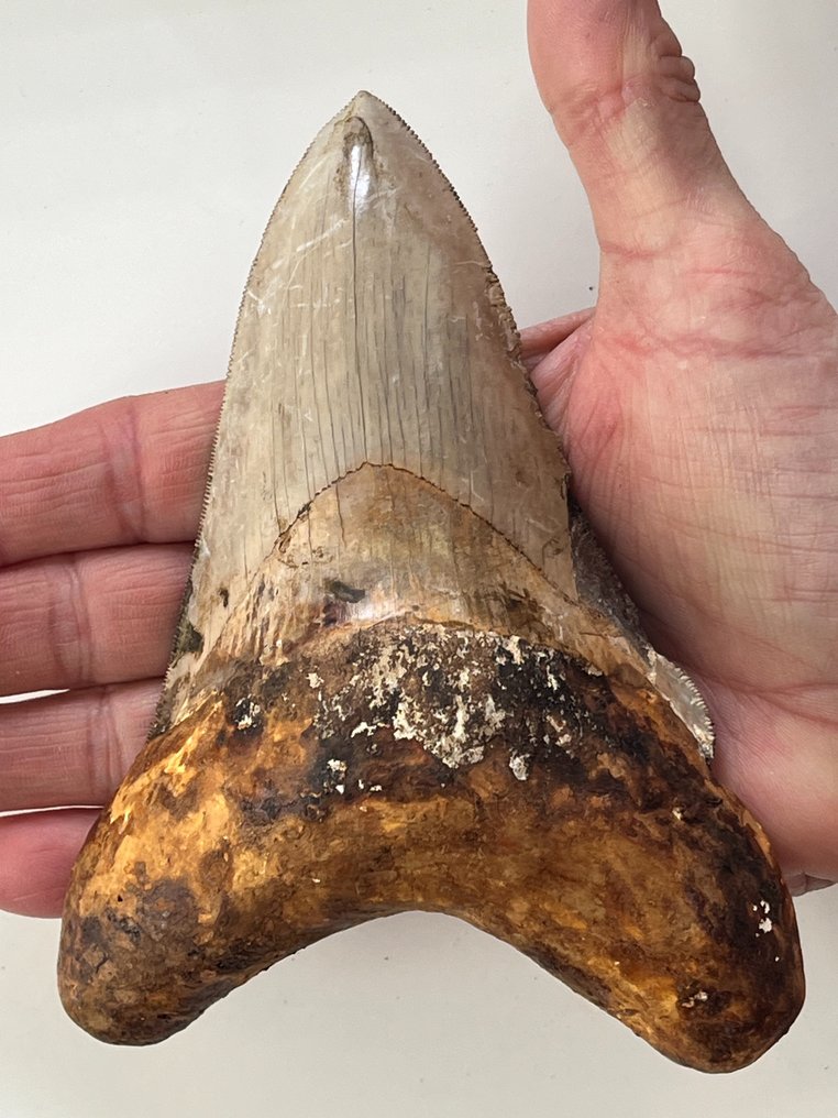 Τεράστιο δόντι Megalodon 14,4 cm - Απολιθωμένο δόντι - Carcharocles megalodon  (χωρίς τιμή ασφαλείας) #1.1