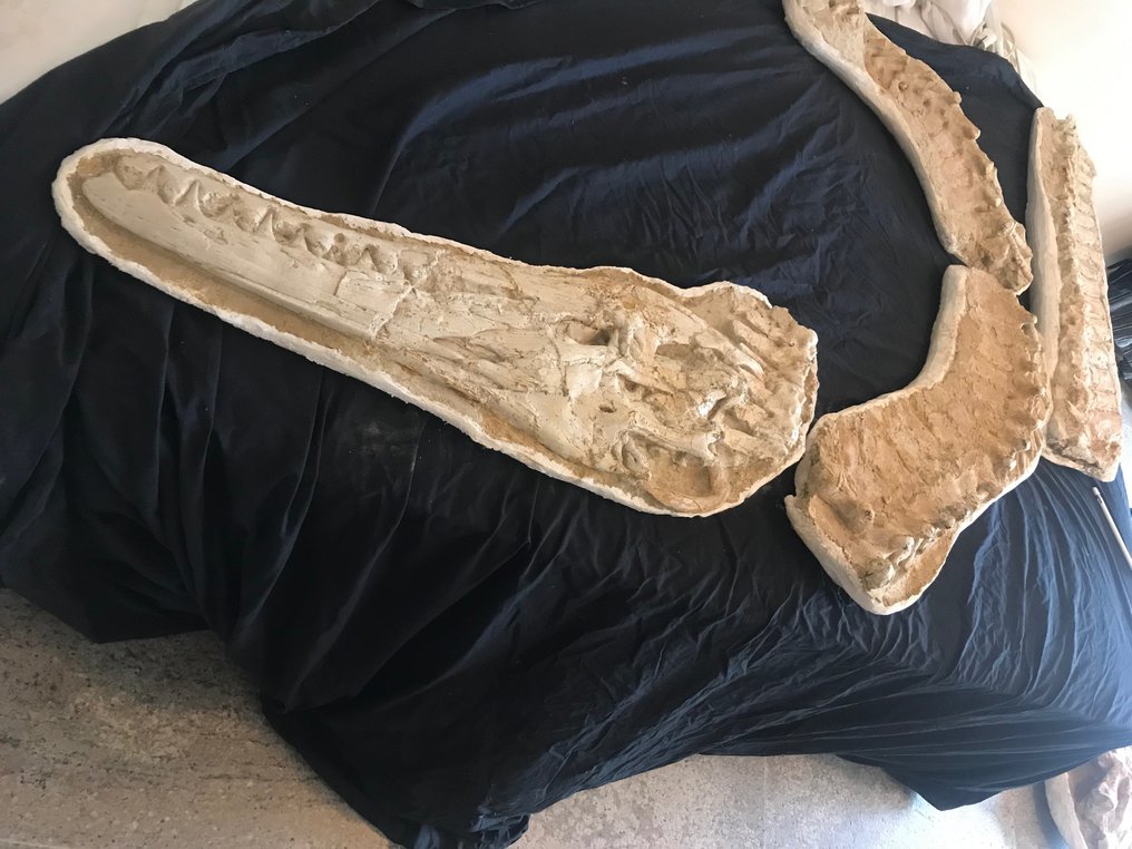 Fossilt skjelett - mosasaurus - 15 cm - 65 cm #2.1