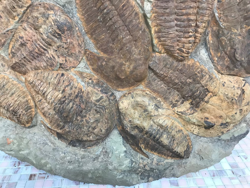 Fossiili - Fossiilinen luuranko - Cambropallas - 4 cm - 82 cm #2.2