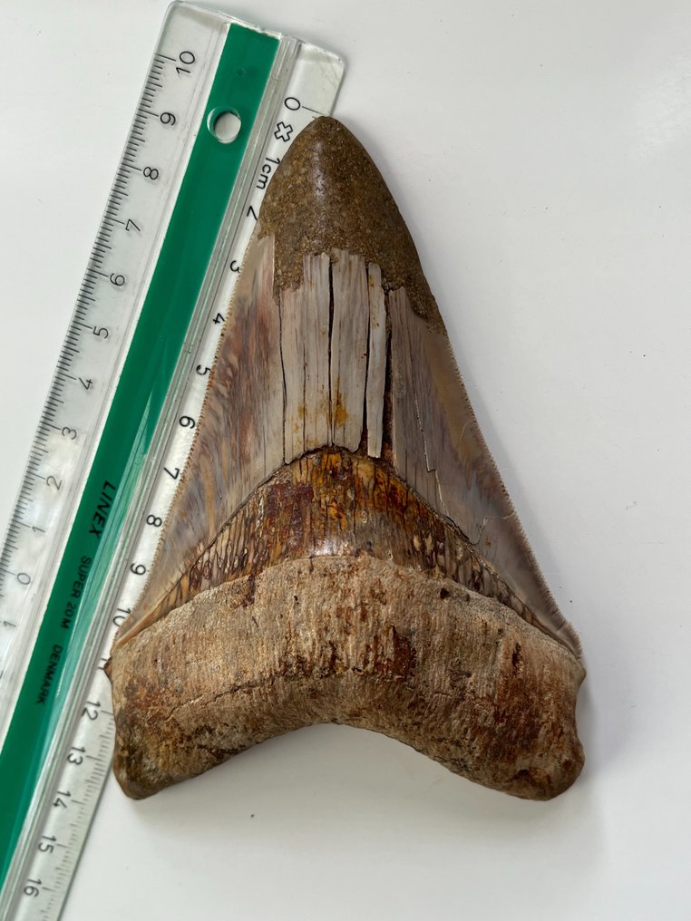 Ogromny ząb megalodona 13,5 cm - Skamieniały ząb - Carcharocles megalodon  (Bez ceny minimalnej
) #2.1