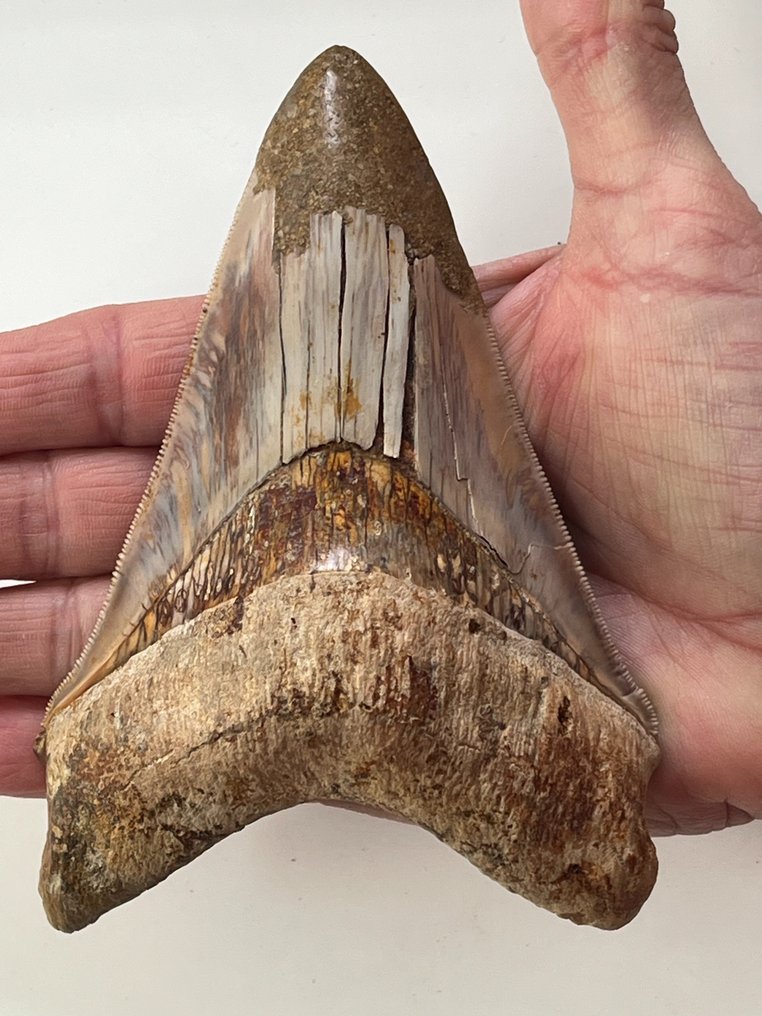 Ogromny ząb megalodona 13,5 cm - Skamieniały ząb - Carcharocles megalodon  (Bez ceny minimalnej
) #1.1