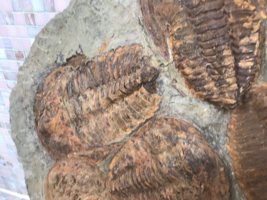 Fossil - Απολιθωμένος σκελετός - Cambropallas - 4 cm - 82 cm #3.2