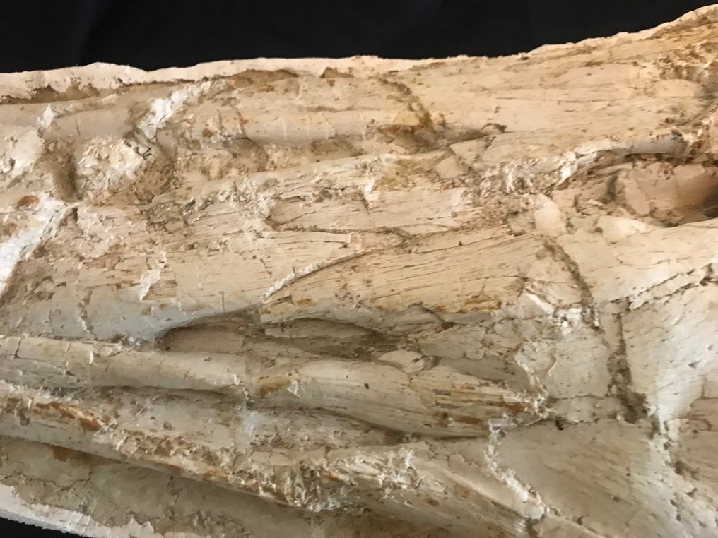 Skamieniały szkielet - mosasaurus - 15 cm - 65 cm #3.2