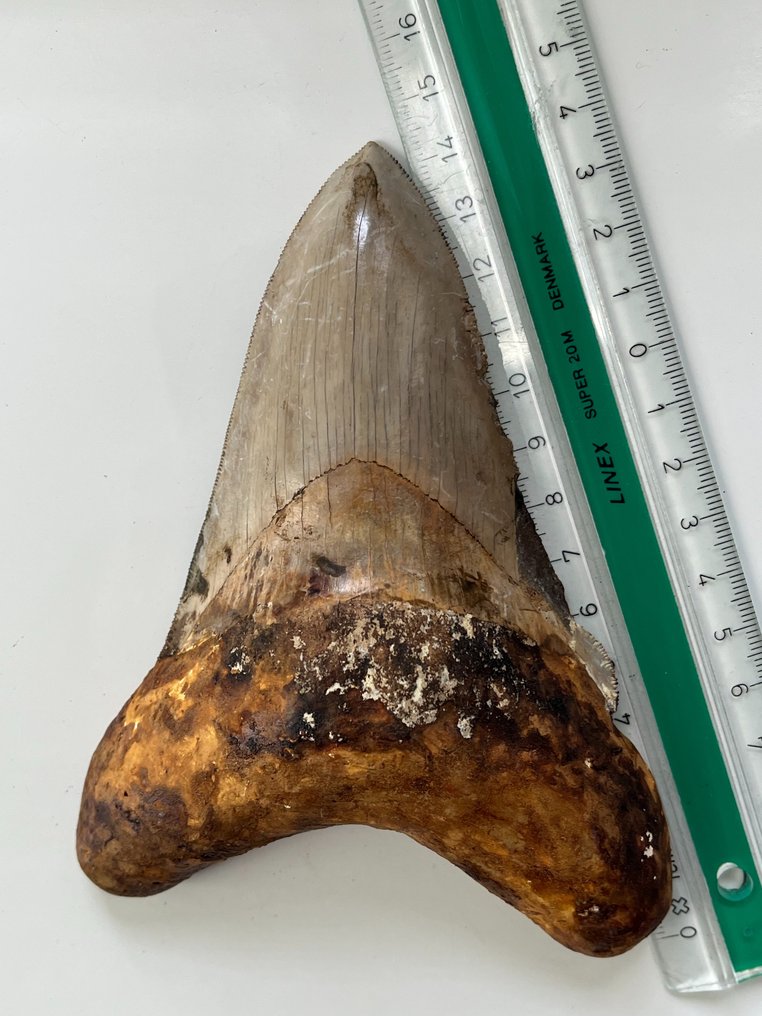 Τεράστιο δόντι Megalodon 14,4 cm - Απολιθωμένο δόντι - Carcharocles megalodon  (χωρίς τιμή ασφαλείας) #2.1