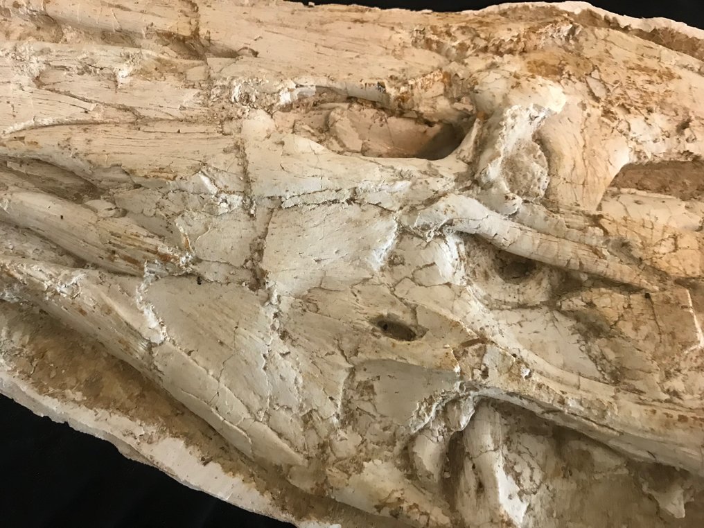 Esqueleto fósil - mosasaurus - 15 cm - 65 cm #3.1